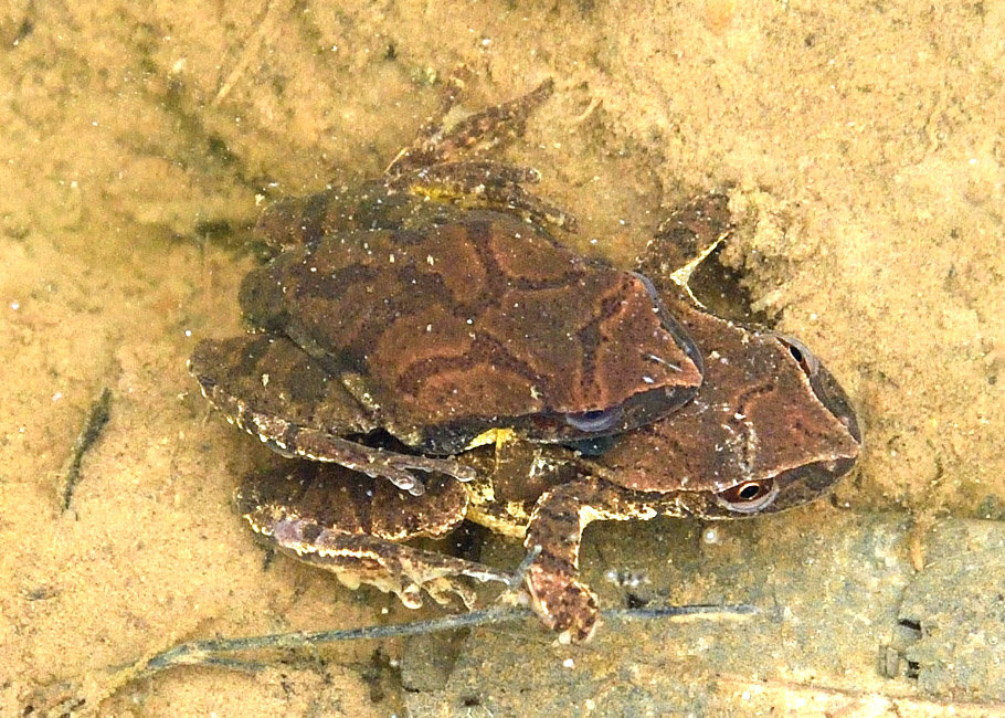 These two spring peepers are in amplexus, a method of mating where the male (on top) grabs the female with its forelegs. A male that is successful in attracting a female usually calls louder and faster than nearby males. A female can lay more than 750 eggs that hatch in six to 12 days.